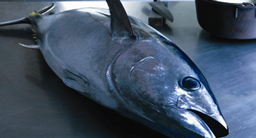 A 10ft long, 644lb bluefin tuna caught off Girvan Harbour. 1913. :  r/Scotland
